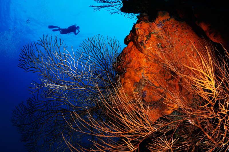 diving in reef