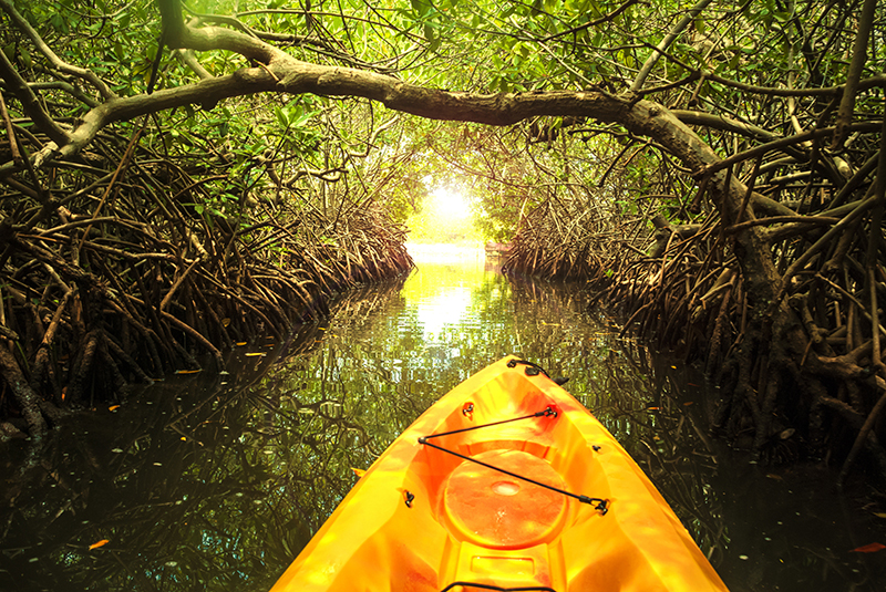 kayaking-in-mangrove