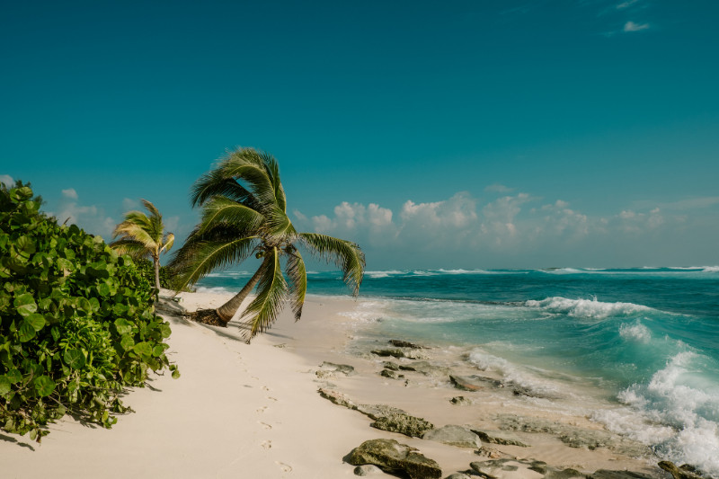 palm-tree-in-front-of-the-beach